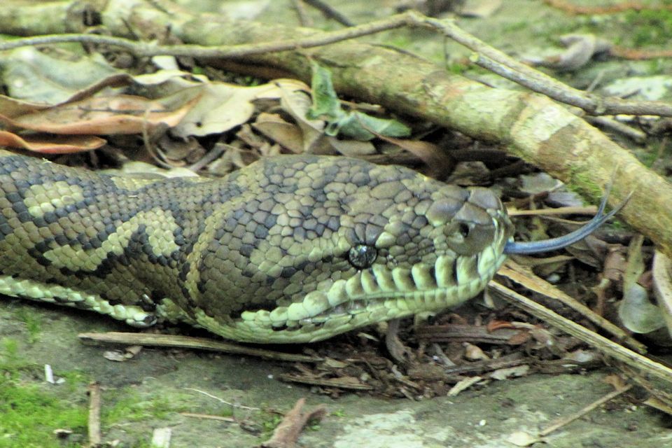 Carpet Python (Morelia spilota)